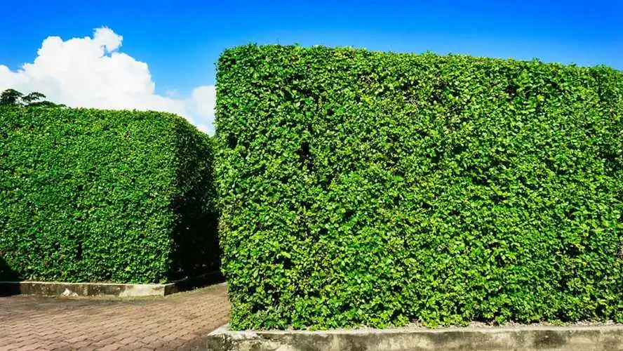 兴化园林绿化工程施工规范 兴化园林绿化工程施工规范