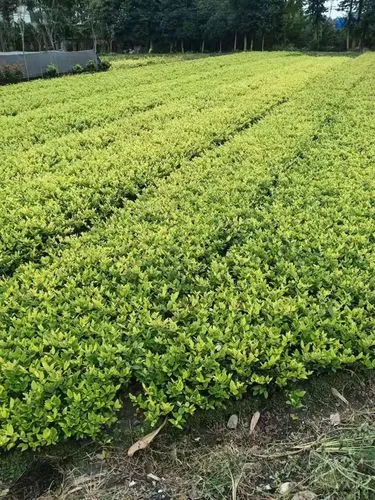 绿化苗木对支持生态多样性有什么重要性? 绿化苗木对支持生态多样性有什么重要性?